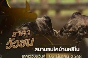 ราคาวัวชน 03 มีนาคม 2568