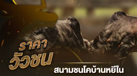 ราคาวัวชน 03 มีนาคม 2568