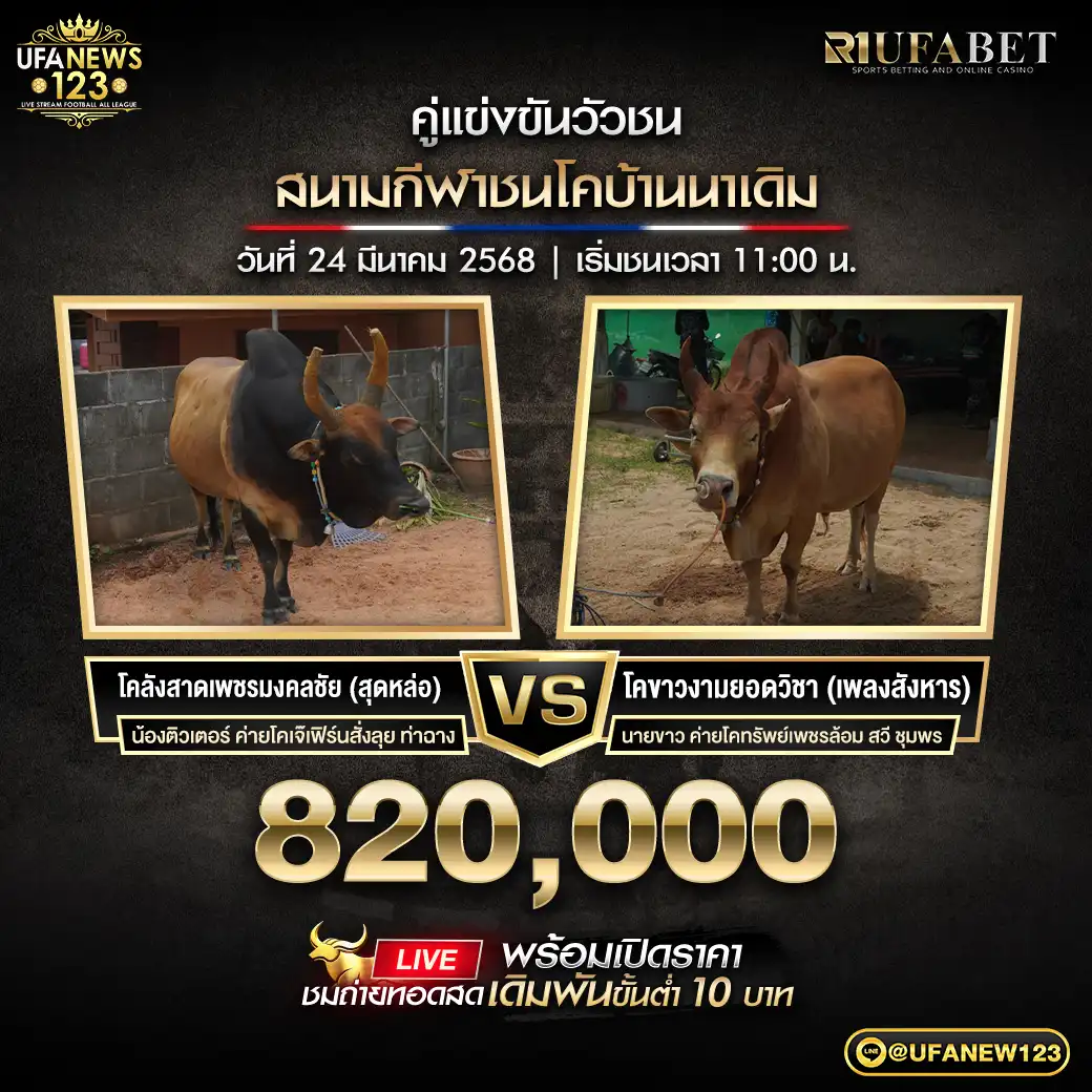 โคลังสาดเพชรมงคลชัย (สุดหล่อ) VS โคขาวงามยอดวิชา (เพลงสังหาร) ชิงรางวัล 820,000 บาท 24 มีนาคม 2568