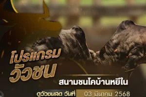 โปรแกรมวัวชน 03 มีนาคม 2568