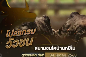 โปรแกรมวัวชน 04 มีนาคม 2568