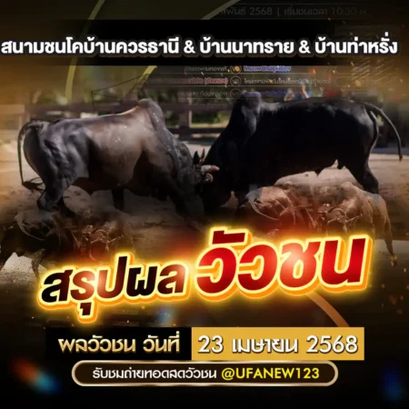 ผลวัวชน 23 เมษายน 2568
