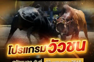 โปรแกรมวัวชน 03 พฤษภาคม 2568