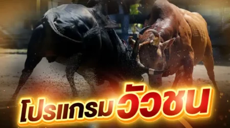 โปรแกรมวัวชน 03 พฤษภาคม 2568